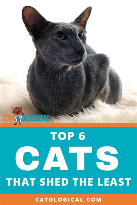 Cat Breeds That Dont Shed Much Pets Lovers