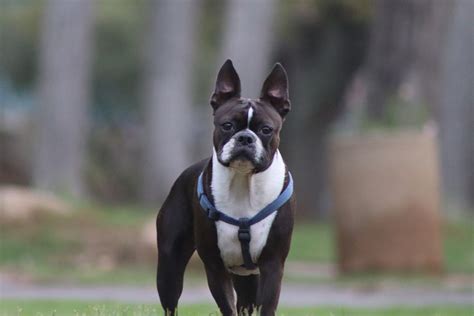 Why Does My Boston Terrier Fart So Much