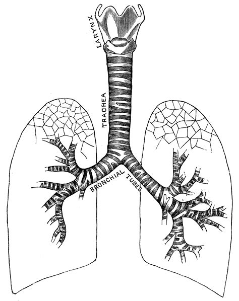 The primary purpose is to bring air and blood into intimate contact so that oxygen can be added to the blood and carbon dioxide can be removed. Respiratory system | ClipArt ETC