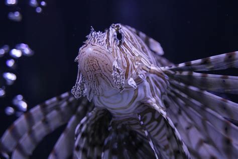 Images Gratuites Mer Aile Animal Sous Marin Obscurité Aquatique