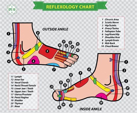 Foot Reflexology Chart — Stock Vector © Coolvectormaker 80024082