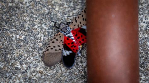 We Went on a Lanternfly-Killing Rampage. They’re Still Here. - The New