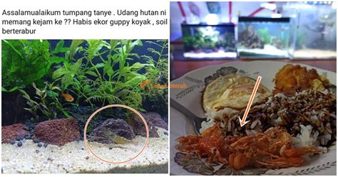 Dalam bahasa inggris, ikan ini dikenal sebagai sumatra barb atau tiger barb. "Nahh jadi lauk terus" - Ikan Peliharaan Cedera Bila ...