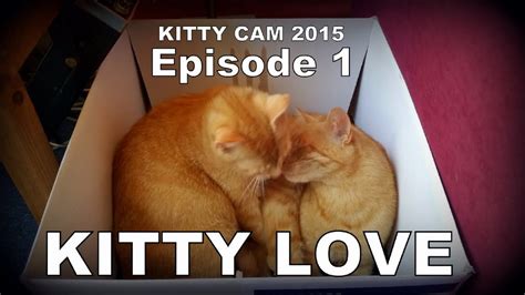 Kitty Cam 1 Kitty Love Season 2episode 1 Youtube