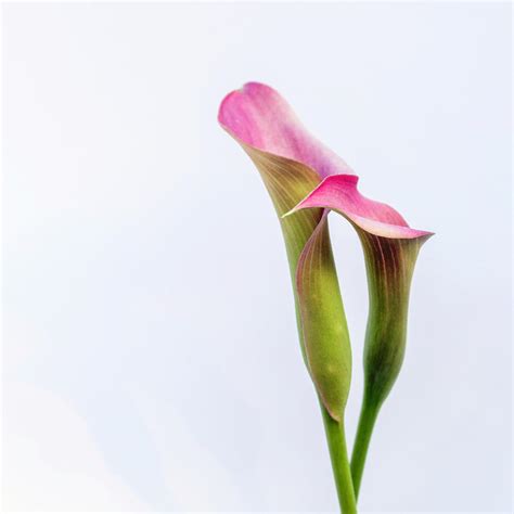 Two Pink Calla Lilies Photograph By Sigrun Saemundsdottir Fine Art
