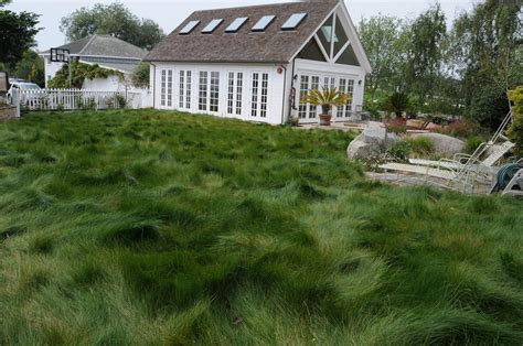 Products We Recommend Delta Bluegrass No Mow Sod — Yardzen Online