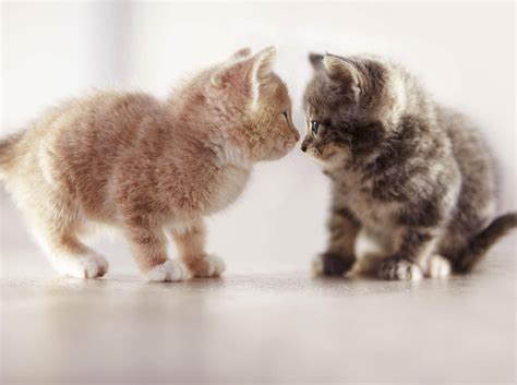 Bei dir soll eine katze einziehen? 18 | Baby Katzen Kaufen Bis 50 Euro - Katzeus