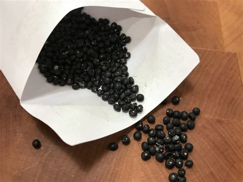 When it comes to growing asparagus from seed you will need to prepare a suitable seed bed during the previous autumn. How to Save and Store Asparagus Seeds - The Daring Gourmet