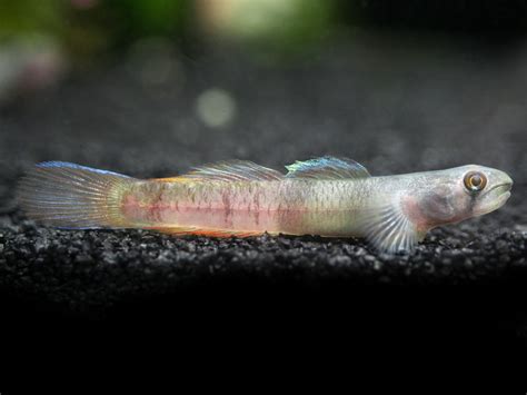 Red Belted Goby Sicyopus Zosterophorus Aquatic Arts