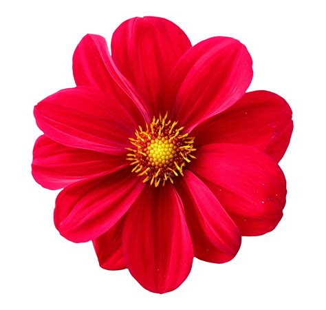 Collection Of Flower Png Pluspng