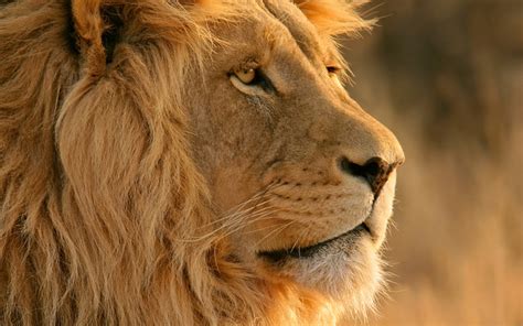 The Origins Of The King Of The Jungle Science Aaas