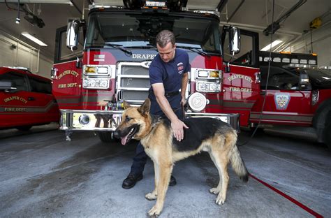 Utah Firefighter Adopts Dog He Found Near California Fire