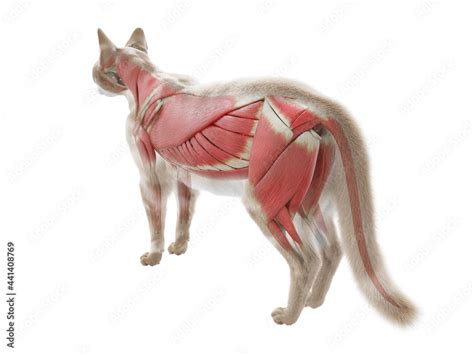 3d Rendered Illustration Of The Cat Anatomy The Muscle System Stock