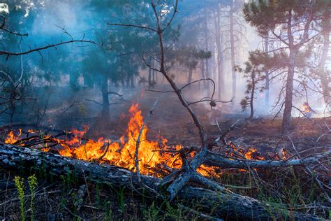 7 Things You Didnt Know About Wildfire Uarizona Research Innovation