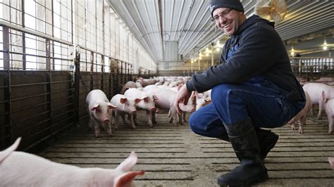 Pig Farming In Iowa Means Dirt Under Your Fingernails And A Strong