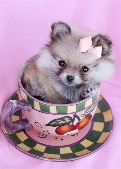 Browse our selection of toy and teacup puppies with delivery options available. Teacup Puppies For Sale at TeaCups, Puppies and Boutique