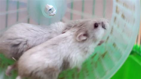 Funny Hamsters On Wheel In Cage Funny Hamsters On Wheel Close Up In Full Hd Format Stock Footage