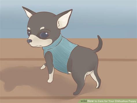 If your chihuahua puppy is underweight it could be due to a number of reasons including: How to Care for Your Chihuahua Puppy (with Pictures) - wikiHow