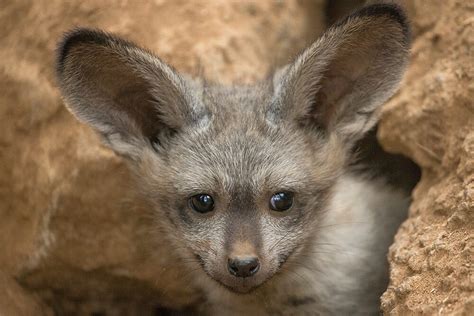 Bat Eared Fox San Diego Zoo Animals And Plants