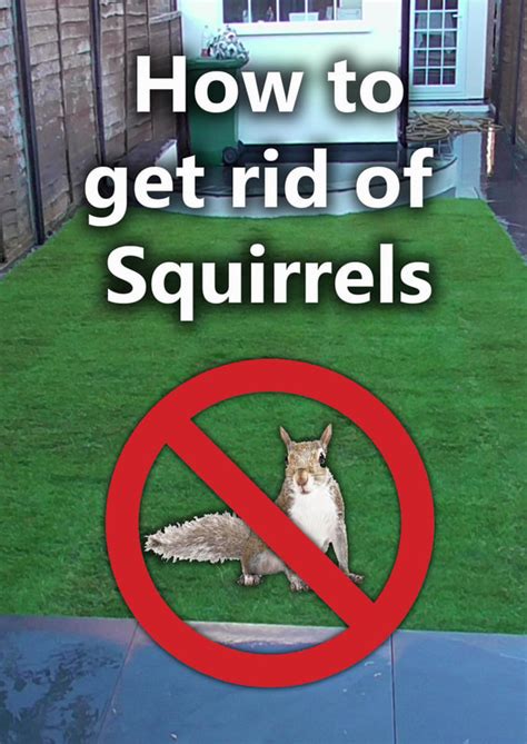 How To Get Rid Of Squirrels In Vegetable Garden How To Keep Squirrels