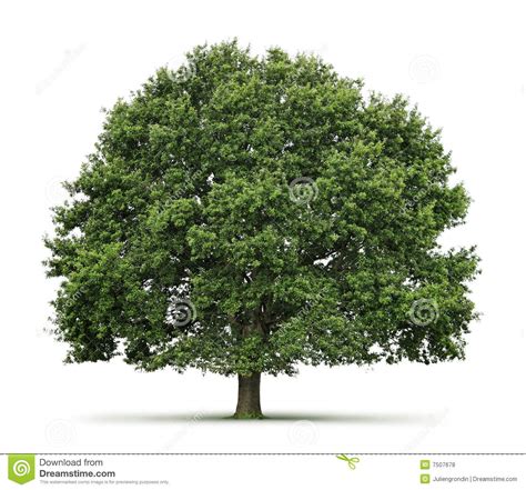 The mighty oak is a symbol of courage and power, legend has it that it is the most powerful of all trees. Oak tree stock photo. Image of nature, botanical, flora ...