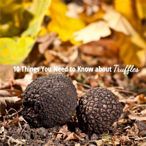 10 Things You Need To Know About Truffles Melissas Foodies
