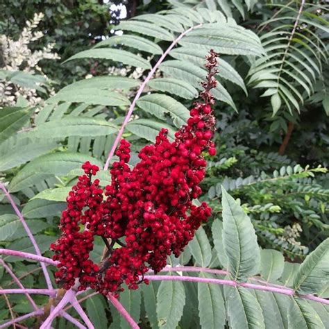 Pin By Mandi Burk On Foraging Wild Edibles Sumac Plants