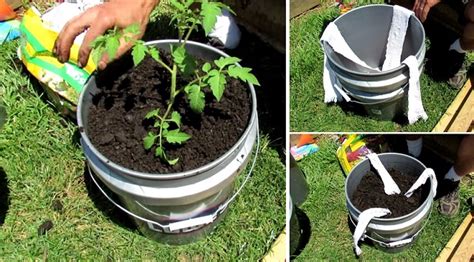 How To Build A 5 Gallon Self Wicking Tomato Watering Container Eco