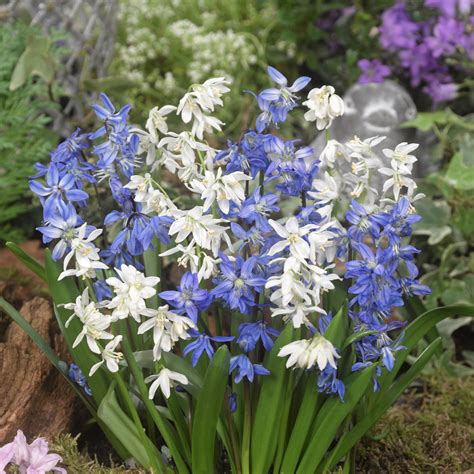 Flower color is and blooms in. Scilla Siberica Mixed | J Parker Dutch Bulbs