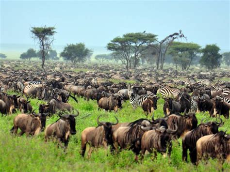 The Great Wildebeest Migration On The Go Tours