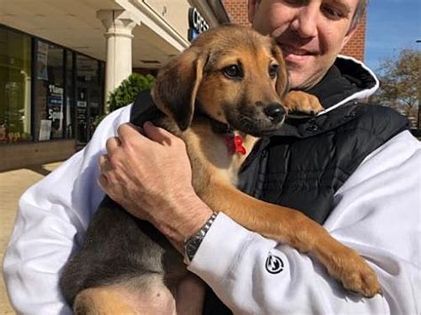 Adopt a rescue dog through petcurious. Potomac, Maryland - Beagle. Meet Puppy Penelope, a for ...