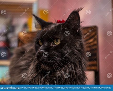 Close Up Portrait Of An Angry Maine Coon Cat Looking Angrily At The