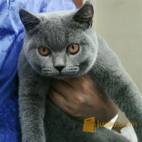 Maybe you would like to learn more about one of these? Jual Kucing British Shorthair Murah Bandung - 81021+ Nama ...