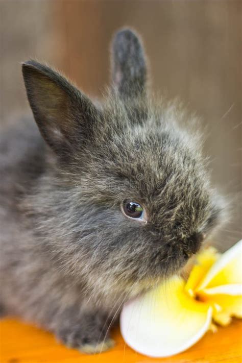 Cute Baby Rabbit With Flower Stock Image Image Of Hare Grass 93457439