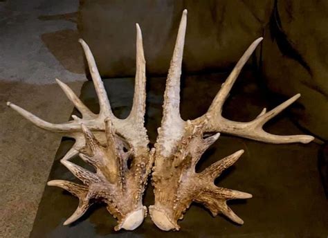 Pin By Adam On Shedsdead Heads Whitetail Deer Big Deer Shed Antlers