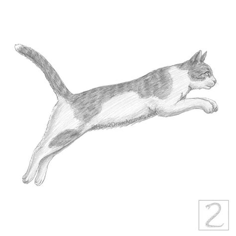 How To Draw A Cat Jumping Leaping Video Step By Step Pictures Artofit