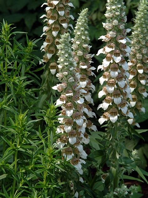 Altaan, laatan, lanaat, lantaa, lataan, latana, taalan, talaan. Digitalis lanata (Grecian foxglove): Go Botany