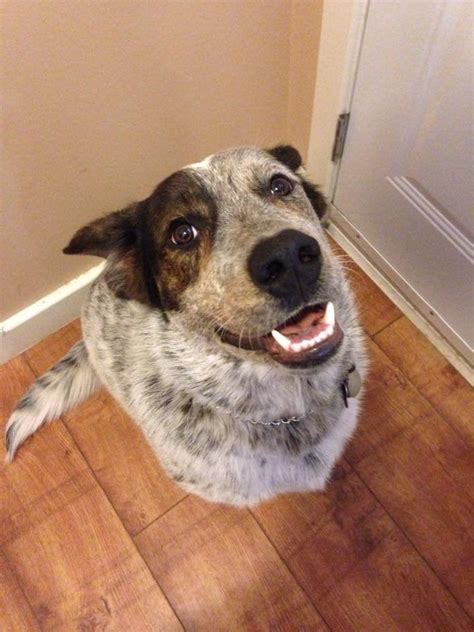 Also suggest not to feed cow milk before 12 month old (here you can go for nan pro milk powder which my 10 months old baby is not sleeping throughout night.is it because of hunger? HELP My dog (10 month old Blue heeler/Lab mix) chews ...