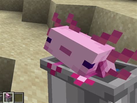 Minecraft Axolotl Bucket Texture Pack This Texture Pack For Java