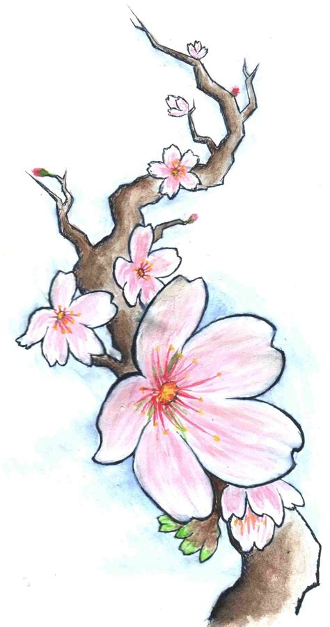 Cherry Blossom Drawing At Getdrawings Free Download