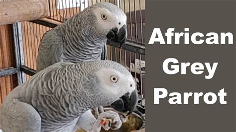 African Grey Parrot Diet And Care Youtube