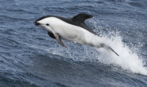 Daily Timewaster This Is A Hourglass Dolphin And As Recently As 2010