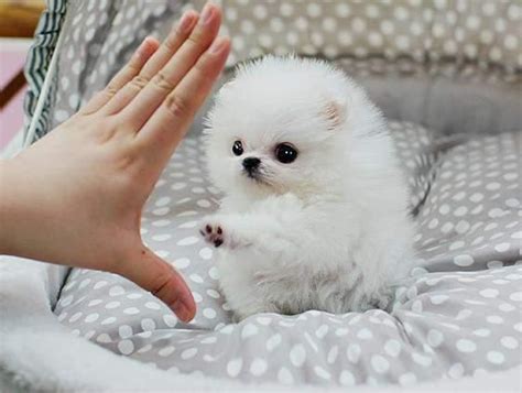 Teacup Pomeranian Puppies For Sale Memphis Tn Pets Lovers