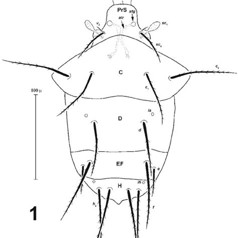 Petalomium Camponoti Sp N Female Dorsal Aspect Of Body Scale 100