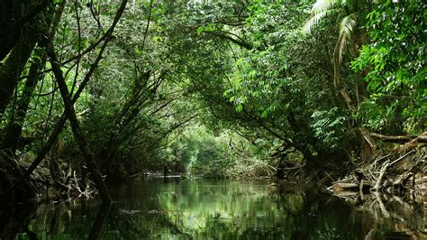 Jungle River Stream Through Green Rainforest Canopy French Guiana