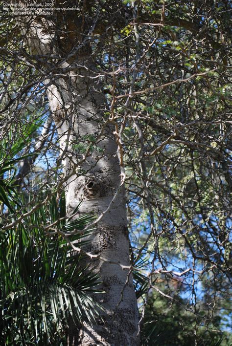 Plantfiles Pictures Faidherbia Species Ana Tree Apple Ring Acacia