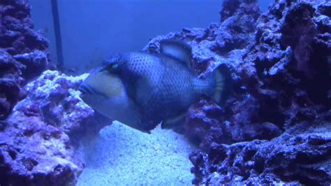 Titan Triggerfish Aquarium Youtube