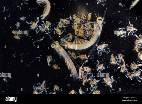 Zooplankton Animal Plankton Levitating In Free Ocean Pacific Ocean