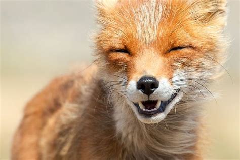 Smiling Red Fox Image By Ivan Kislov Arctic Animals Fox Foxes
