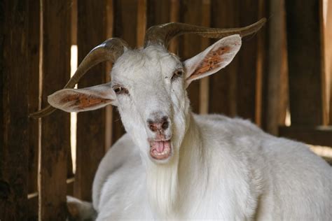 Funny Goat Pictures